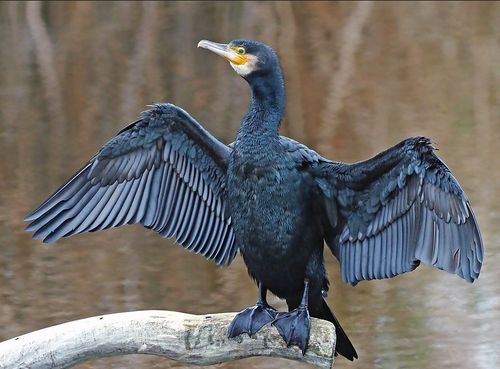 Cormoran Labe (2).jpg